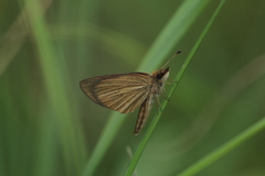Leptalina unicolor