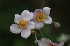 Eriocapitella vitifolia