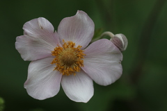 Eriocapitella vitifolia