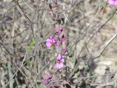 Moricandia moricandioides