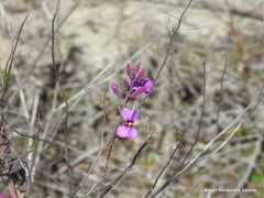 Moricandia moricandioides