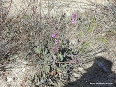 Moricandia moricandioides