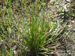 Asphodelus fistulosus