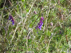 Vicia villosa