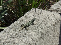 Podarcis virescens
