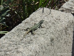 Podarcis virescens