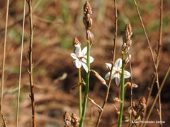 Asphodelus fistulosus