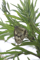 Melanargia halimede
