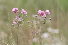 Eriocapitella vitifolia