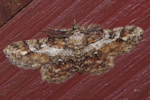 Cleora amamiensis