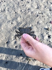 Macrophthalmus japonicus