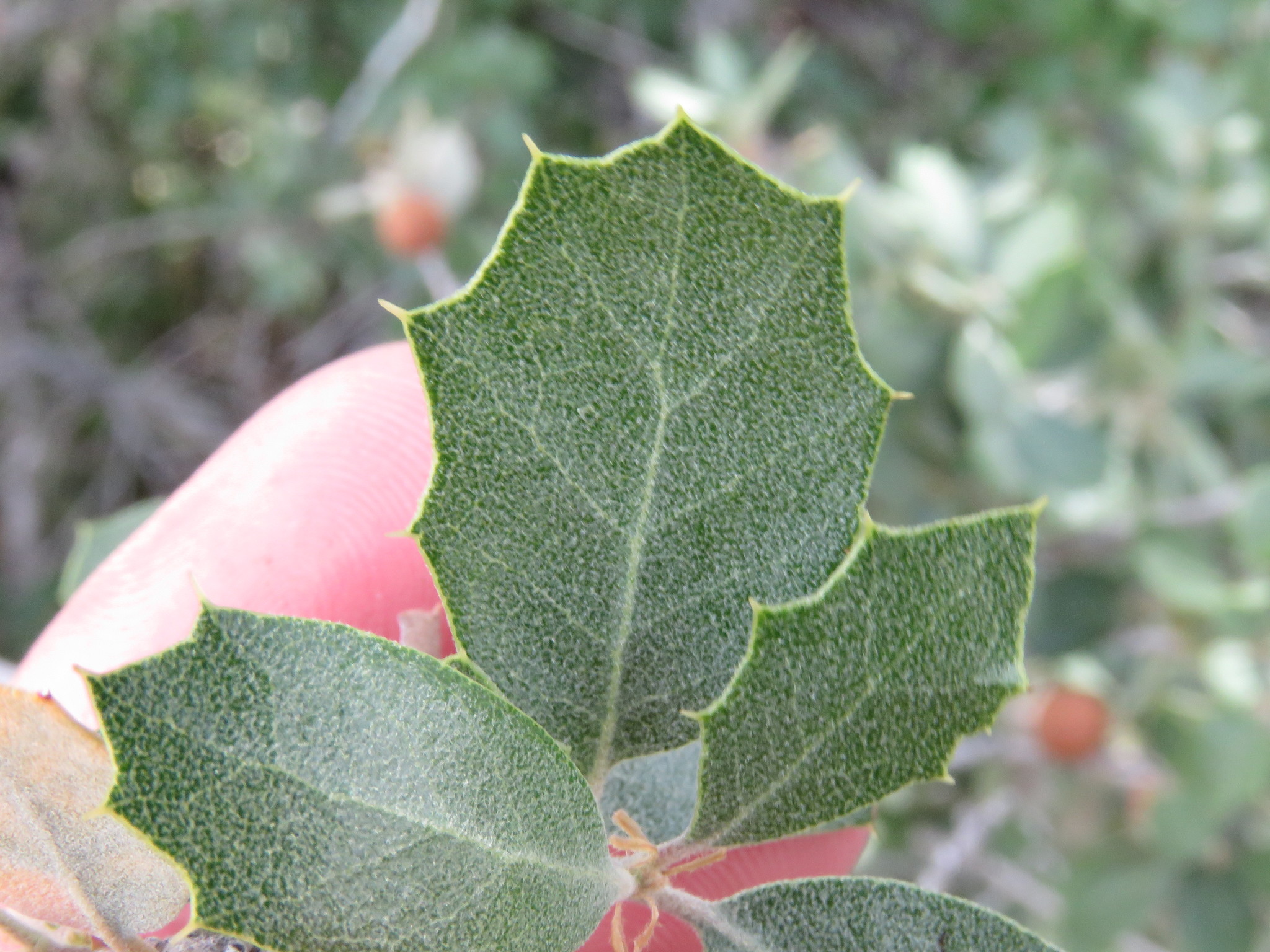 Quercus cornelius-mulleri