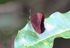 Abisara saturata