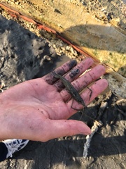 Macrobrachium nipponense