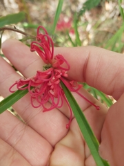 Grevillea oleoides