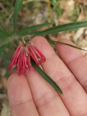 Grevillea oleoides