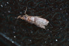 Addyme confusalis