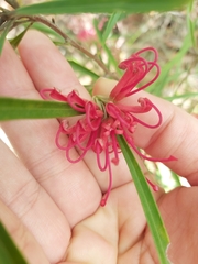 Grevillea oleoides