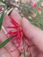 Grevillea oleoides