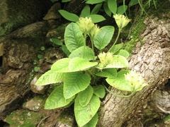 Primula veris macrocalyx