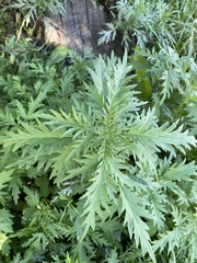 Urtica cannabina