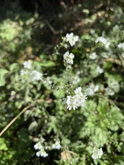 Berteroa incana