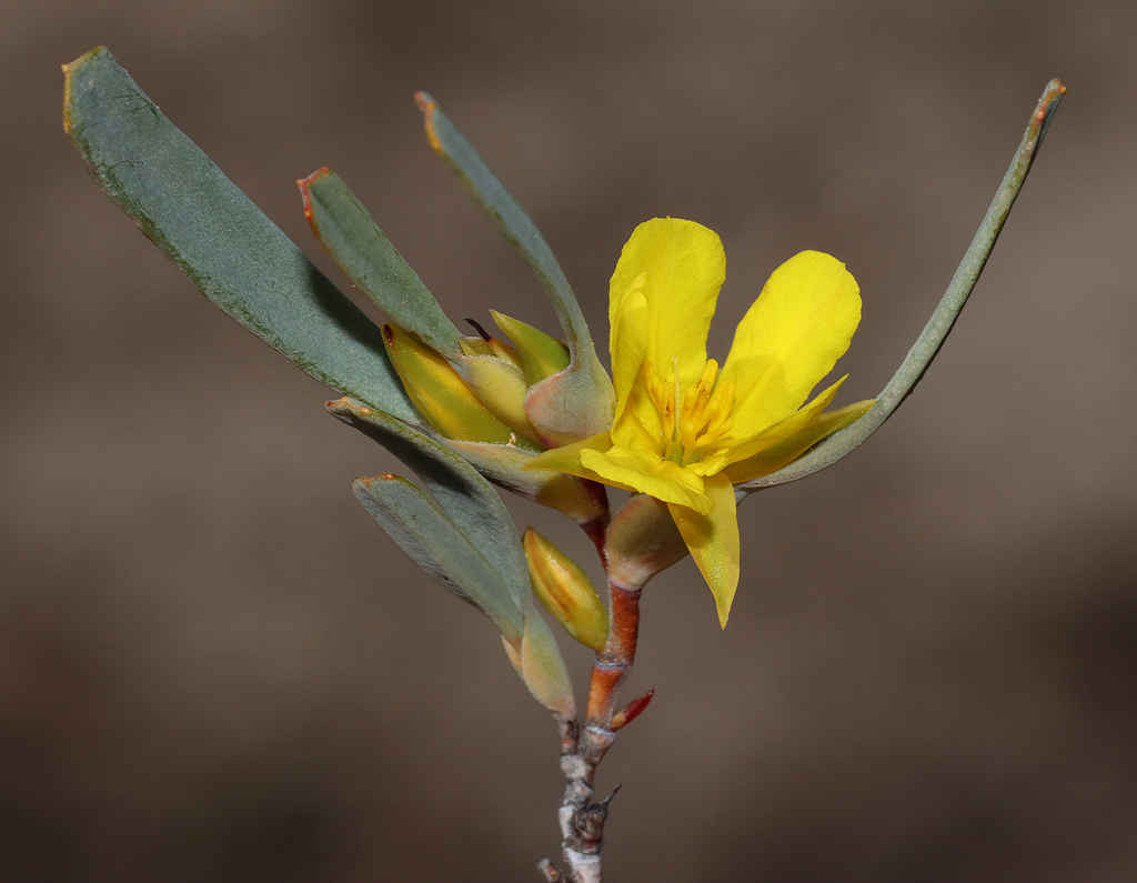 Hibbertia subvaginata