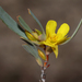 Hibbertia subvaginata - Photo (c) Tim Hammer, some rights reserved (CC BY), uploaded by Tim Hammer