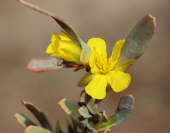 Hibbertia subvaginata