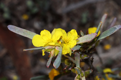 Hibbertia subvaginata