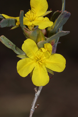 Hibbertia subvaginata