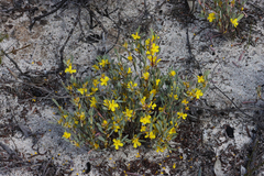Hibbertia subvaginata