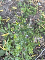 Senecio vulgaris
