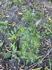 Senecio vulgaris