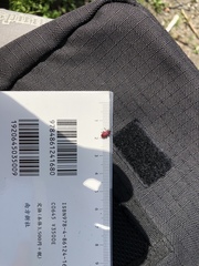 Sangariola punctatostriata