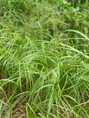 Scirpus sylvaticus