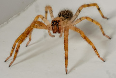 Zoropsis spinimana