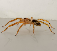 Zoropsis spinimana
