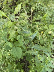 Lactuca serriola