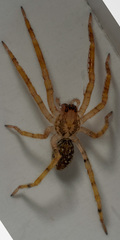 Zoropsis spinimana