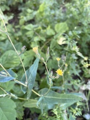 Lactuca serriola