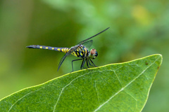 Brachydiplax