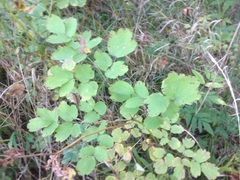 Thalictrum aquilegiifolium