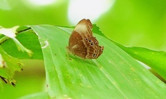 Abisara saturata kausambioides