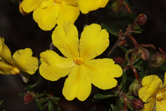 Hibbertia hypericoides hypericoides