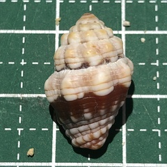 Orphanopusia patriarchalis