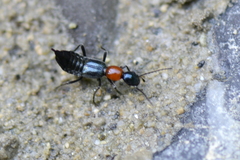 Paederidus ruficollis