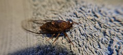 Birrima varians