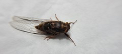 Birrima varians