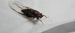 Birrima varians